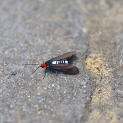 Hestiochora furcata (A zygaenid moth) at QPRC LGA - 15 Feb 2021 by natureguy