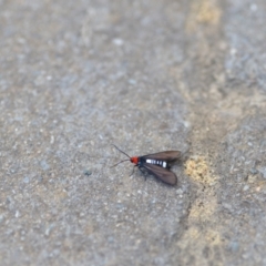 Hestiochora furcata at Wamboin, NSW - 15 Feb 2021