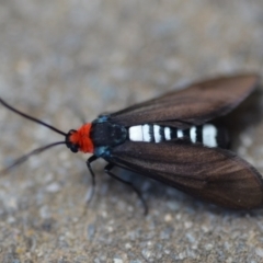 Hestiochora furcata at Wamboin, NSW - 15 Feb 2021