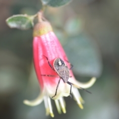 Theseus modestus (Gum tree shield bug) at QPRC LGA - 16 Feb 2021 by natureguy