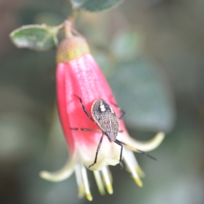 Theseus modestus (Gum tree shield bug) at QPRC LGA - 16 Feb 2021 by natureguy