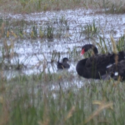 Biziura lobata (Musk Duck) at Wollogorang, NSW - 20 Feb 2021 by natureguy