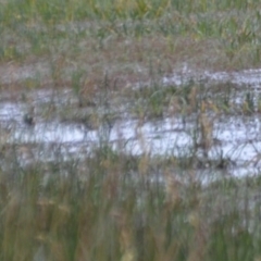 Biziura lobata at Wollogorang, NSW - 20 Feb 2021