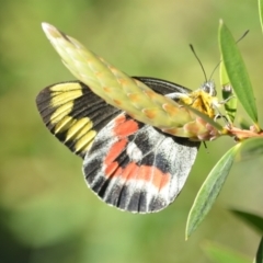 Delias harpalyce (Imperial Jezebel) at Wamboin, NSW - 25 Feb 2021 by natureguy