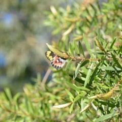 Delias harpalyce at Wamboin, NSW - 25 Feb 2021