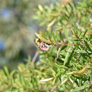 Delias harpalyce at Wamboin, NSW - 25 Feb 2021 11:19 AM