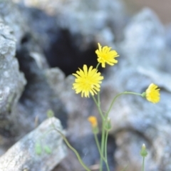 Crepis capillaris (Smooth Hawksbeard) at Wamboin, NSW - 25 Feb 2021 by natureguy