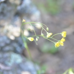 Crepis capillaris at Wamboin, NSW - 25 Feb 2021 07:30 PM