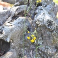 Crepis capillaris at Wamboin, NSW - 25 Feb 2021 07:30 PM