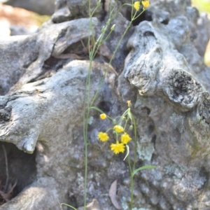 Crepis capillaris at Wamboin, NSW - 25 Feb 2021