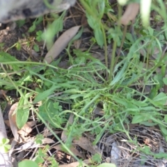Crepis capillaris at Wamboin, NSW - 25 Feb 2021