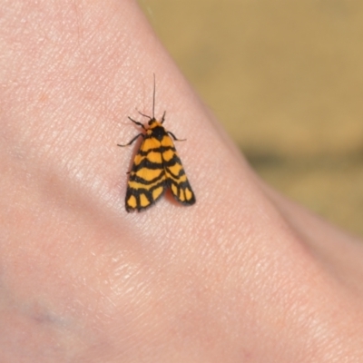 Asura lydia (Lydia Lichen Moth) at QPRC LGA - 27 Feb 2021 by natureguy