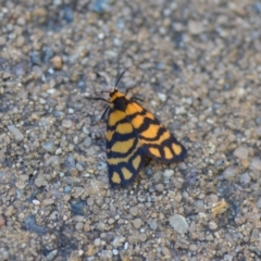 Asura lydia at Wamboin, NSW - 27 Feb 2021 01:16 PM