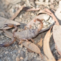 Urodacus manicatus (Black Rock Scorpion) at Wamboin, NSW - 4 Mar 2021 by natureguy