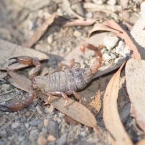 Urodacus manicatus at Wamboin, NSW - 4 Mar 2021