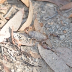 Urodacus manicatus at Wamboin, NSW - 4 Mar 2021