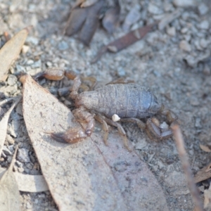 Urodacus manicatus at Wamboin, NSW - 4 Mar 2021