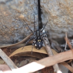 Nyssus coloripes (Spotted Ground Swift Spider) at Wamboin, NSW - 12 Mar 2021 by natureguy