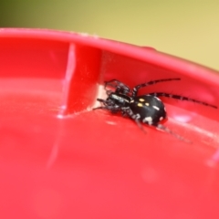 Nyssus coloripes at Wamboin, NSW - 12 Mar 2021 04:31 PM