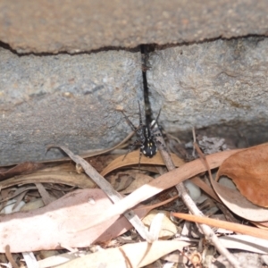 Nyssus coloripes at Wamboin, NSW - 12 Mar 2021