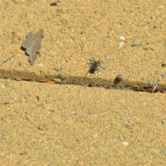 Nyssus coloripes at Wamboin, NSW - 12 Mar 2021 04:31 PM