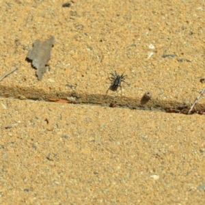 Nyssus coloripes at Wamboin, NSW - 12 Mar 2021 04:31 PM