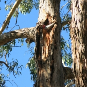 Eolophus roseicapilla at Turner, ACT - 3 Jul 2021