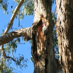 Eolophus roseicapilla at Turner, ACT - 3 Jul 2021