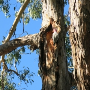 Eolophus roseicapilla at Turner, ACT - 3 Jul 2021