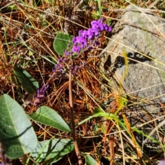 Hardenbergia violacea (False Sarsaparilla) at Isaacs, ACT - 3 Jul 2021 by Mike