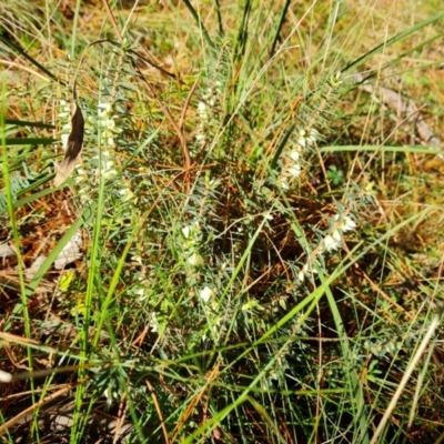 Melichrus urceolatus (Urn Heath) at Isaacs Ridge and Nearby - 3 Jul 2021 by Mike