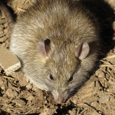 Rattus rattus (Black Rat) at Narrabundah, ACT - 3 Jul 2021 by RobParnell