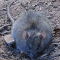 Rattus rattus at Narrabundah, ACT - 3 Jul 2021