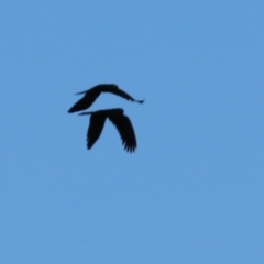 Zanda funerea (Yellow-tailed Black-Cockatoo) at Wodonga, VIC - 3 Jul 2021 by KylieWaldon