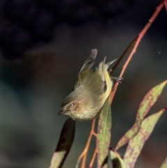 Smicrornis brevirostris (Weebill) at Macgregor, ACT - 3 Jul 2021 by Roger