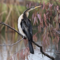 Anhinga novaehollandiae (Australasian Darter) at Wodonga, VIC - 3 Jul 2021 by KylieWaldon