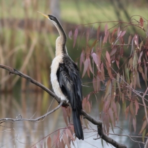 Anhinga novaehollandiae at Wodonga, VIC - 3 Jul 2021