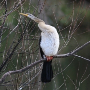 Anhinga novaehollandiae at Wodonga, VIC - 3 Jul 2021