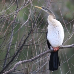 Anhinga novaehollandiae at Wodonga, VIC - 3 Jul 2021