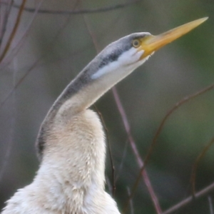 Anhinga novaehollandiae at Wodonga, VIC - 3 Jul 2021