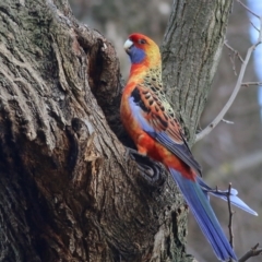 Platycercus elegans (Crimson Rosella) at Wodonga - 3 Jul 2021 by KylieWaldon