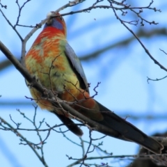 Platycercus elegans at Wodonga, VIC - 3 Jul 2021 10:43 AM