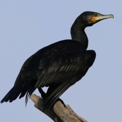 Phalacrocorax carbo (Great Cormorant) at Wodonga, VIC - 3 Jul 2021 by Kyliegw