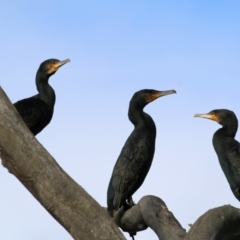 Phalacrocorax carbo at Wodonga, VIC - 3 Jul 2021 10:17 AM