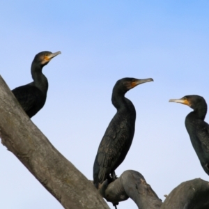 Phalacrocorax carbo at Wodonga, VIC - 3 Jul 2021 10:17 AM