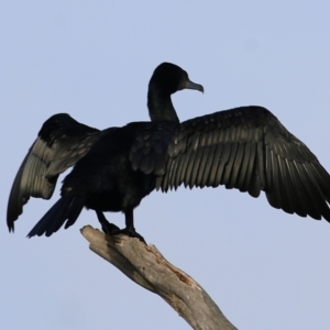 Phalacrocorax carbo at Wodonga, VIC - 3 Jul 2021