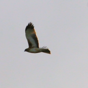 Hieraaetus morphnoides at Wodonga, VIC - 3 Jul 2021