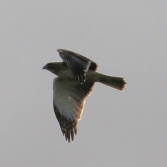 Hieraaetus morphnoides at Wodonga, VIC - 3 Jul 2021