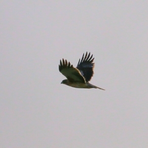 Hieraaetus morphnoides at Wodonga, VIC - 3 Jul 2021