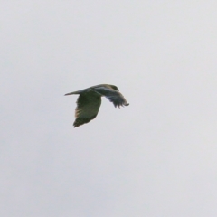 Hieraaetus morphnoides at Wodonga, VIC - 3 Jul 2021